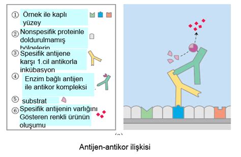 Antijen antikor reaksiyonları